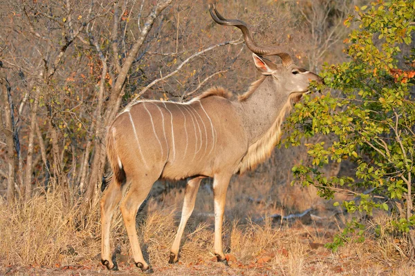 Alimentando antílope Kudu — Fotografia de Stock
