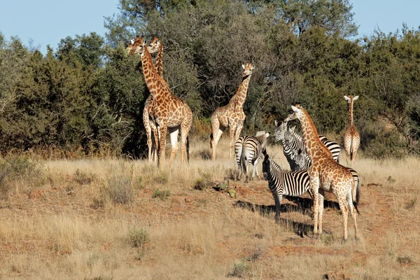 Giraffe e zebre — Foto Stock