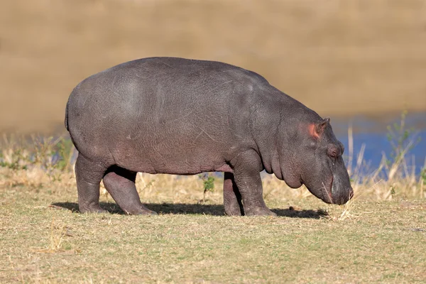 Hipopótamo joven — Foto de Stock