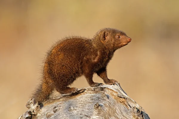 Dwarf mongoose — Stock Photo, Image