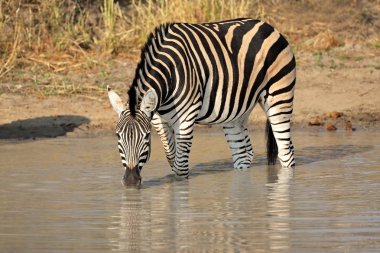 içme ovaları zebra