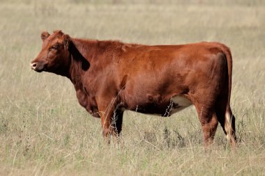 Red angus clipart