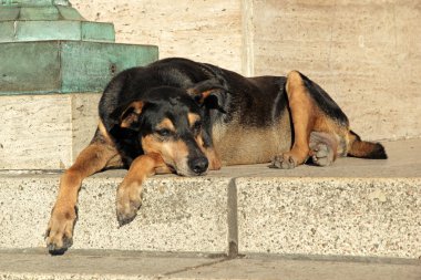 sokak sokak köpeği