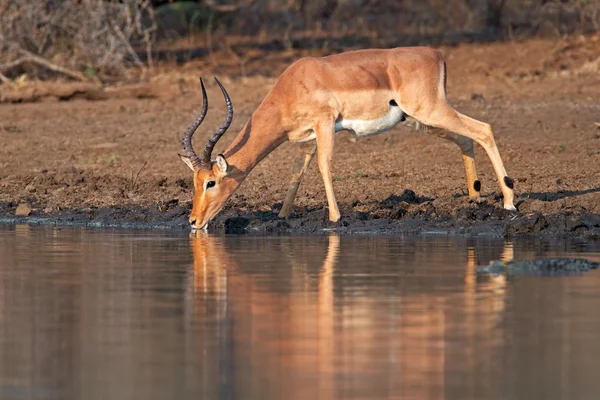 Impala Antilopentrinken — Stockfoto