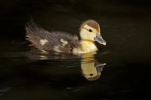 Muscovy duckling — Stock Photo, Image