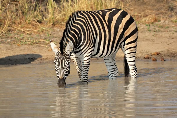 Llanuras Zebra beber — Foto de Stock