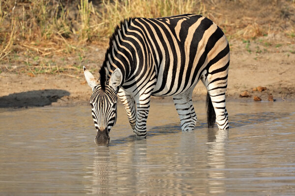A Plains (Burchell's) Zebra (Equus quagga) drinking water, South Africa
