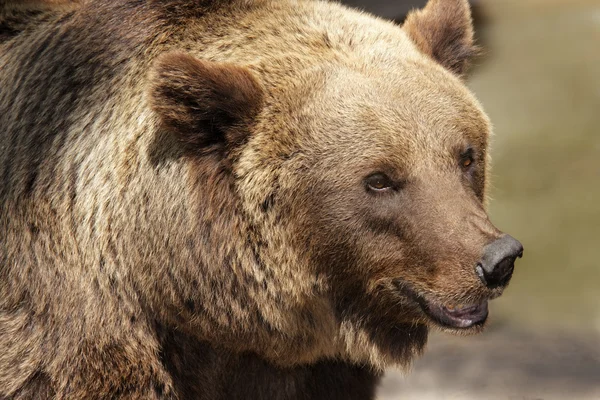 Grizzly bear Stock Picture