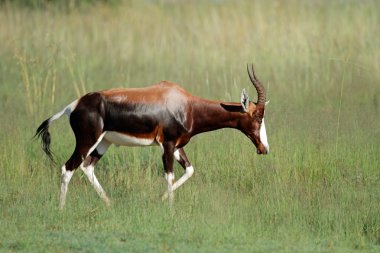 Bontebok antelope clipart