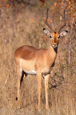 impala antilopu