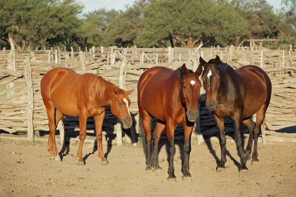 Hästar i en hage — Stockfoto