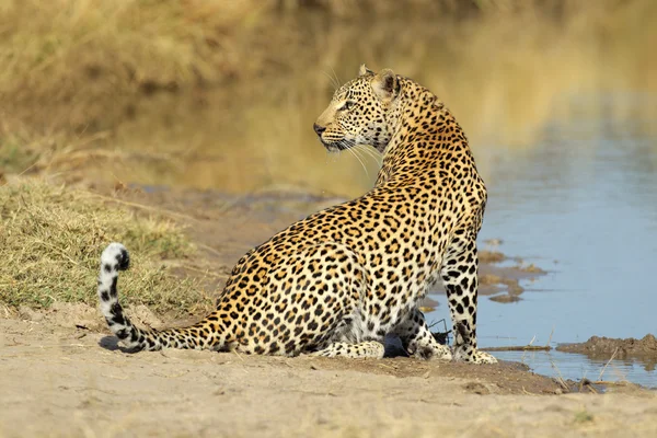 Leopardo no buraco da água — Fotografia de Stock