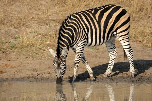 Planícies Zebra beber — Fotografia de Stock