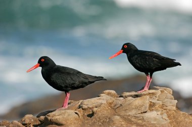 African black oystercatchers clipart