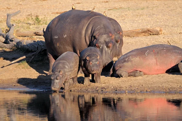 Familia Hippo — Foto de Stock