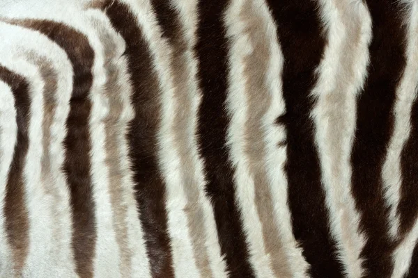Pelle di zebra — Foto Stock