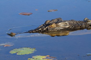 Saltwater crocodile clipart