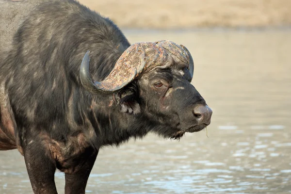 Ritratto di bufalo africano — Foto Stock