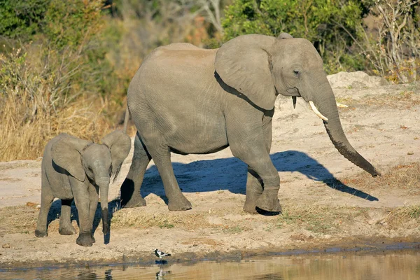 Afrikanische Elefanten am Wasserloch — Stockfoto