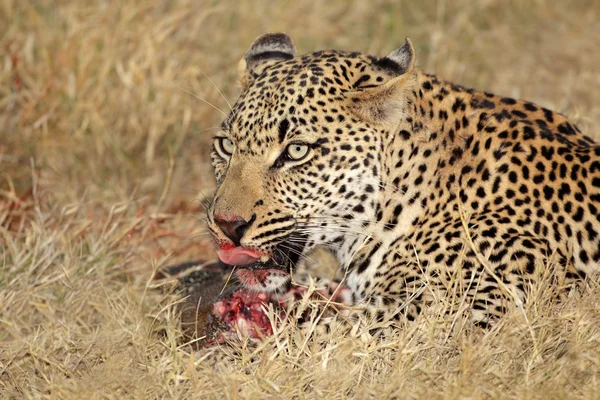 Alimentación de leopardo —  Fotos de Stock