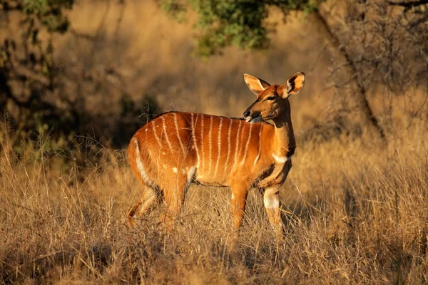 Antelope di Nyala — Foto Stock