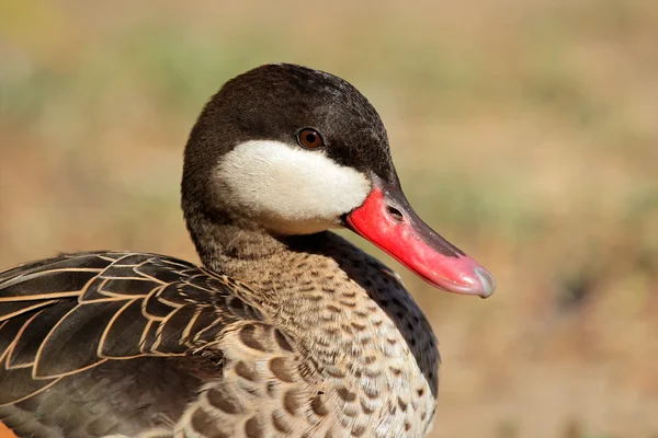 Red-billed teal — Stock Photo, Image