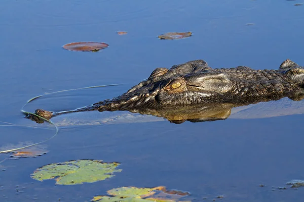 Crocodil de apă sărată — Fotografie, imagine de stoc