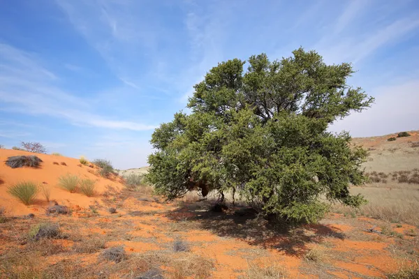 Afrikansk acacia träd på dune — Stockfoto