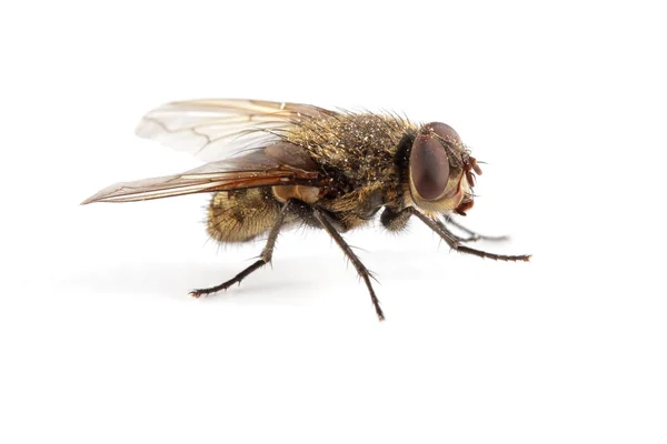 Домашняя муха — стоковое фото