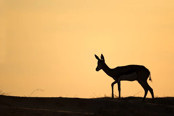Sílhueta de Springbok — Fotografia de Stock