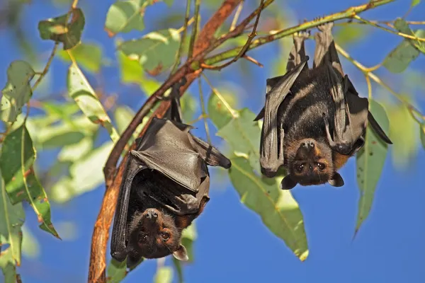 Black flying-foxes Royalty Free Stock Images