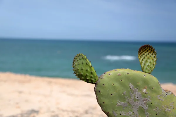 Wild Cactus on Spanish Coastline — Stock Photo, Image
