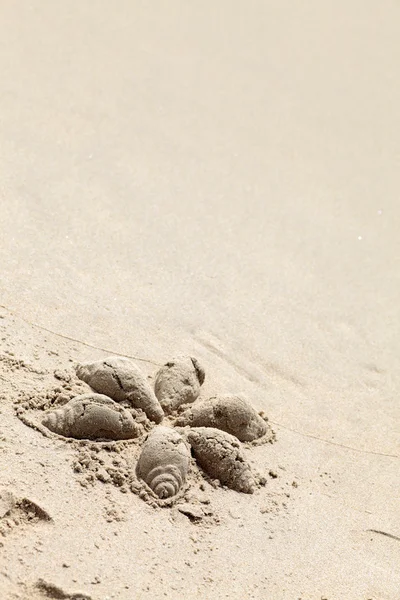 Kagyló csillag tette a homok — Stock Fotó