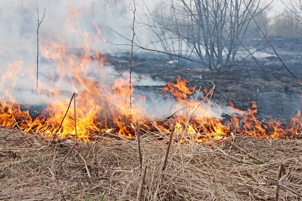 stock image Fire. The dry last year's grass burns