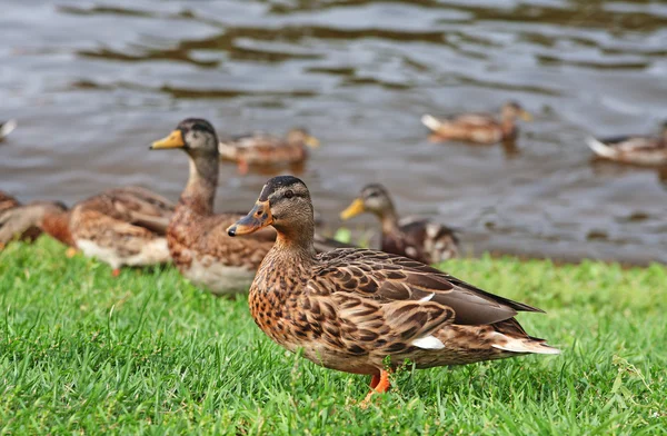 stock image Wild ducks