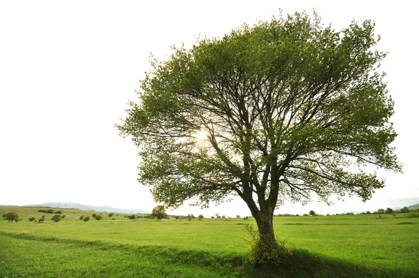 Osamělý strom na meodow s izolovanou obloha — Stock fotografie