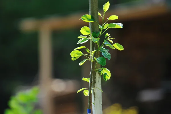 stock image New growth concept witn young tree