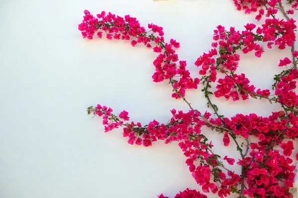 Geïsoleerde bloem op witte muur — Stockfoto