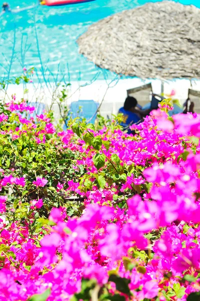 Romantyczny balkon z widokiem na basen i kwiatami — Zdjęcie stockowe