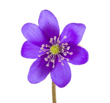 Hepatica flower clipart