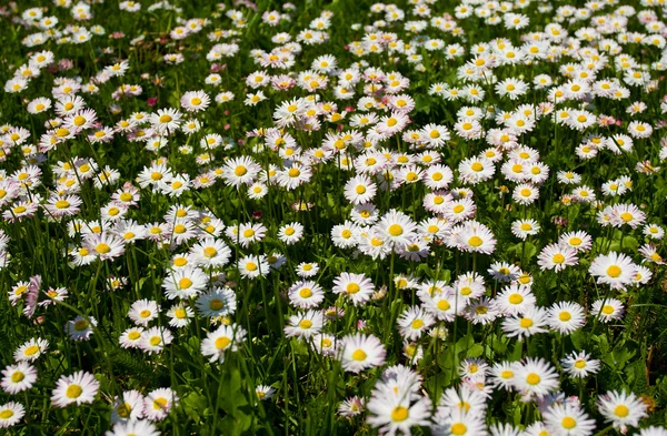 Fält med blommande daisies på våren — Stockfoto