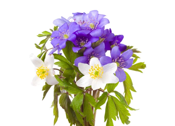 Bukiet od kwiaty Przylaszczka i Zawilec — Zdjęcie stockowe