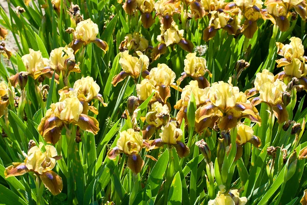 Yellow-brown-purple irises — Stock Photo, Image
