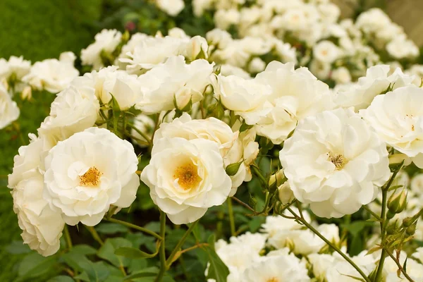 Rosas brancas arbustos — Fotografia de Stock
