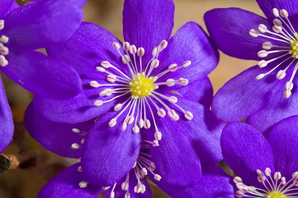 Hepatica virágok — Stock Fotó