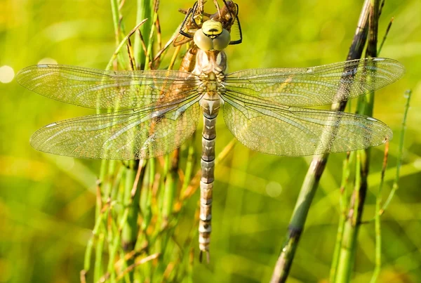 Dragonfly against green grass background — Stock Photo, Image