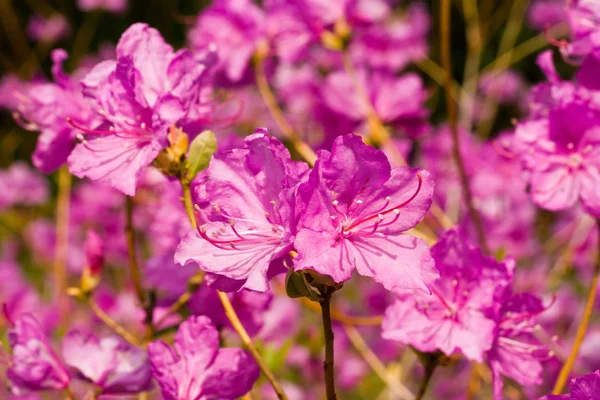 Blommor av rhododendron — Stockfoto