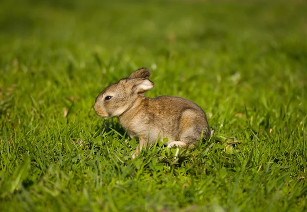 푸른 잔디에 회색 토끼 — 스톡 사진