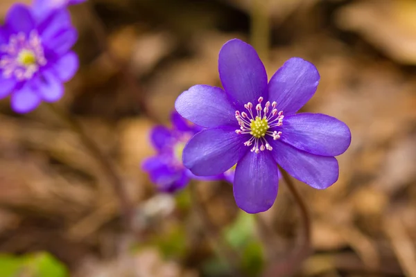 Hepatica λουλούδι — Φωτογραφία Αρχείου