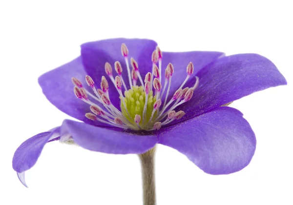 Hepatica λουλούδι — Φωτογραφία Αρχείου